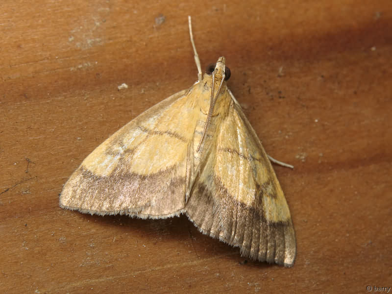 Evergestis limbata